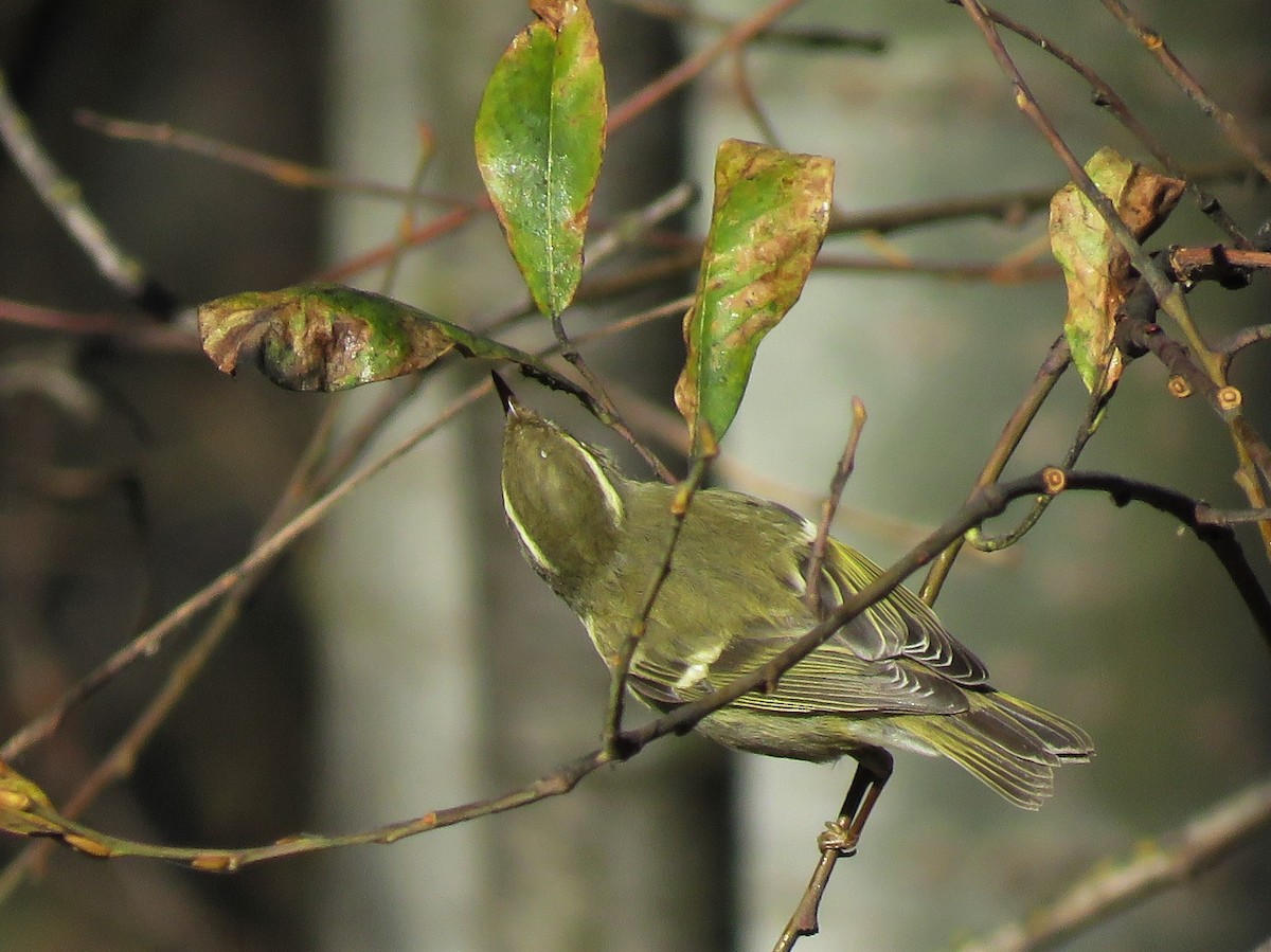 Yellow-browed Warbler - ML133573231