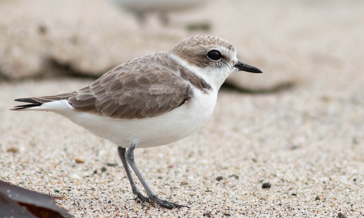 Snowy Plover - ML133573431