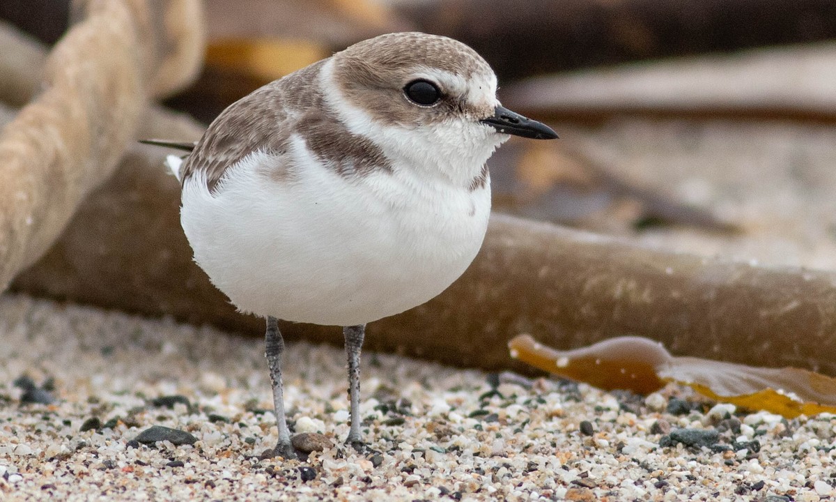 Snowy Plover - ML133573451