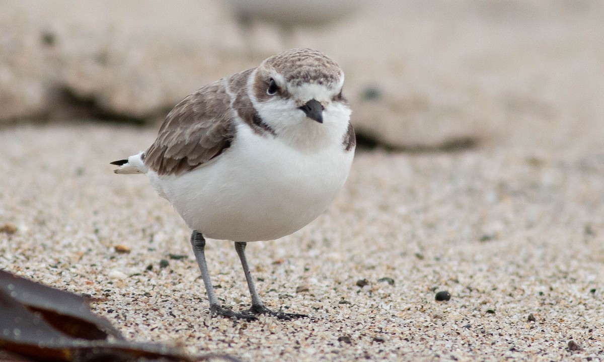 Snowy Plover - ML133573491