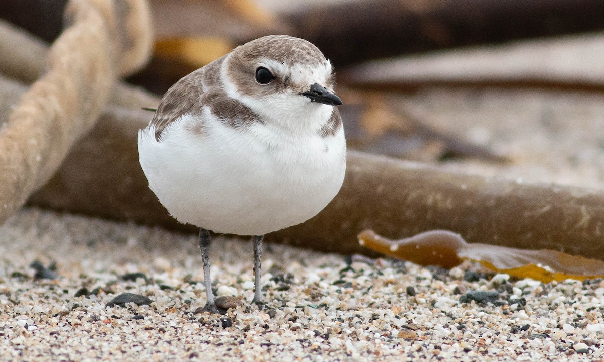 Snowy Plover - ML133573501