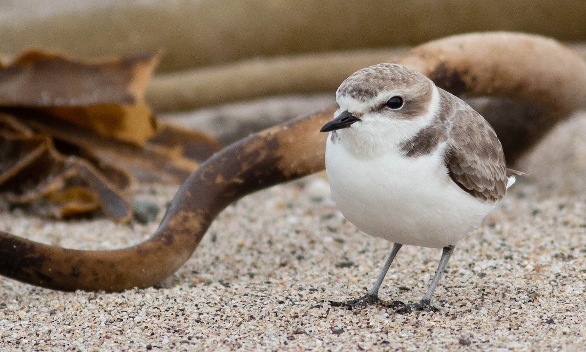 Snowy Plover - ML133573571