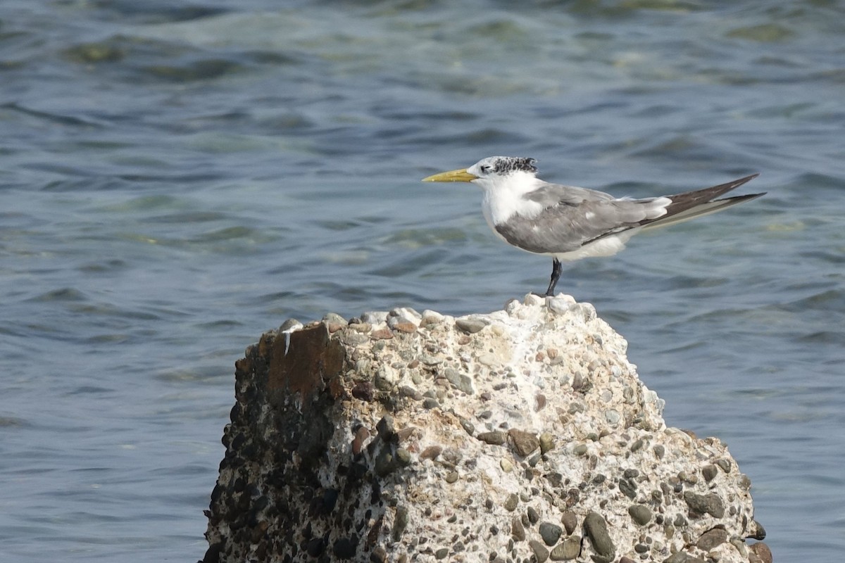 Great Crested Tern - Daniel König