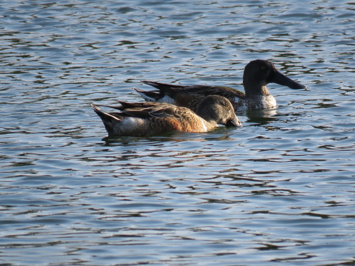 Northern Shoveler - ML133574231