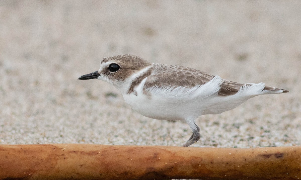 Snowy Plover - ML133574771