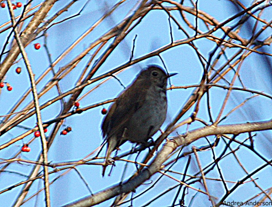 Hermit Thrush - ML133576951