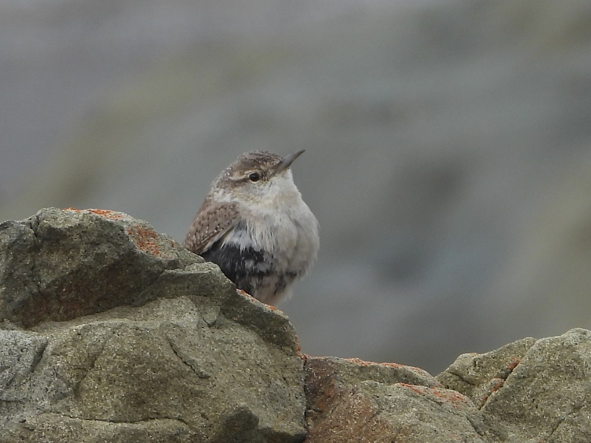 Rock Wren - Jeanette Stone