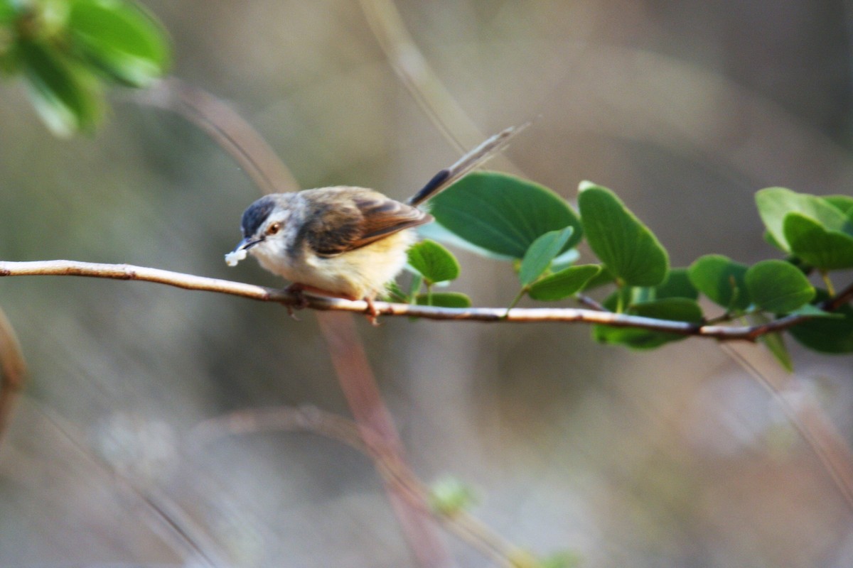 Tawny-flanked Prinia - ML133579191