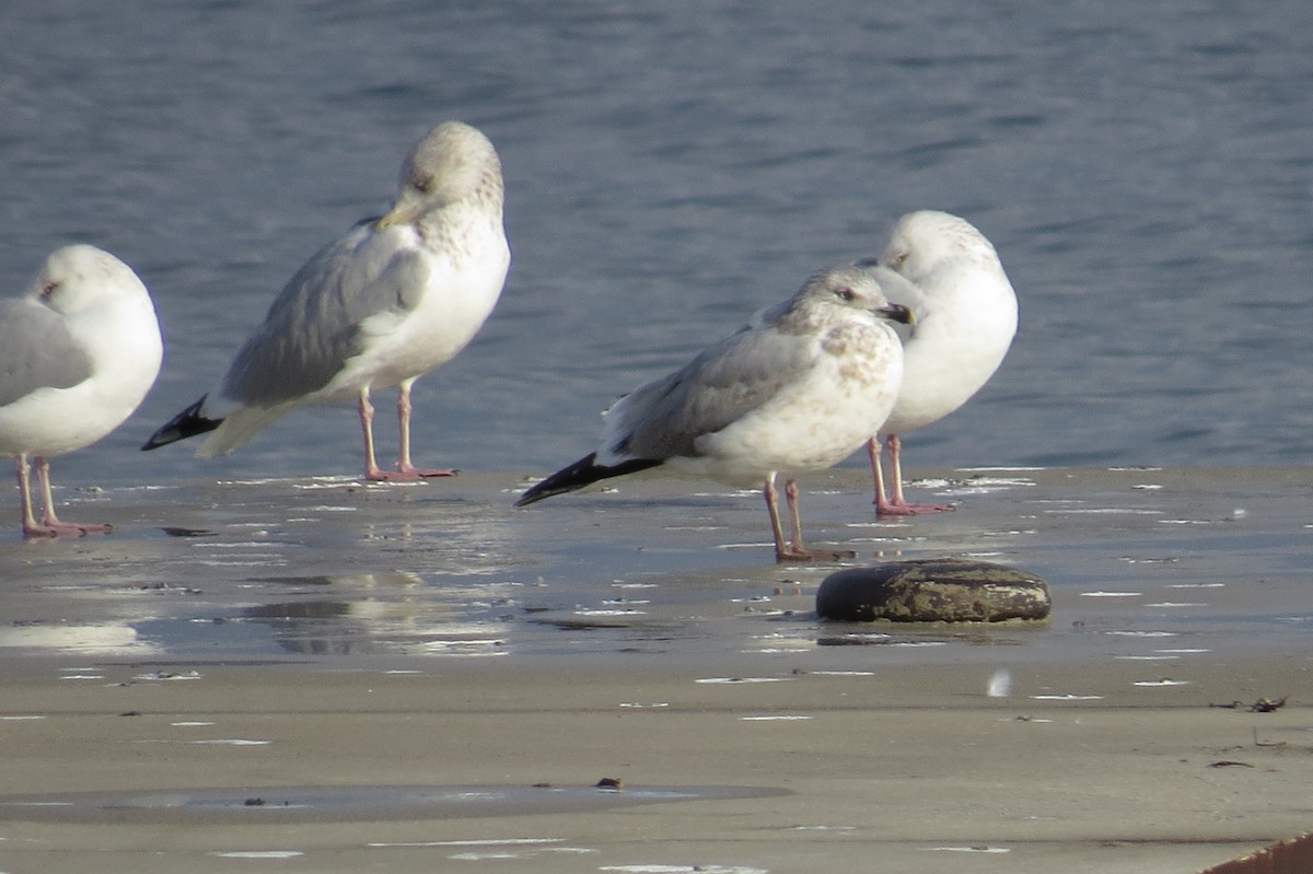 Ring-billed Gull - ML133581391