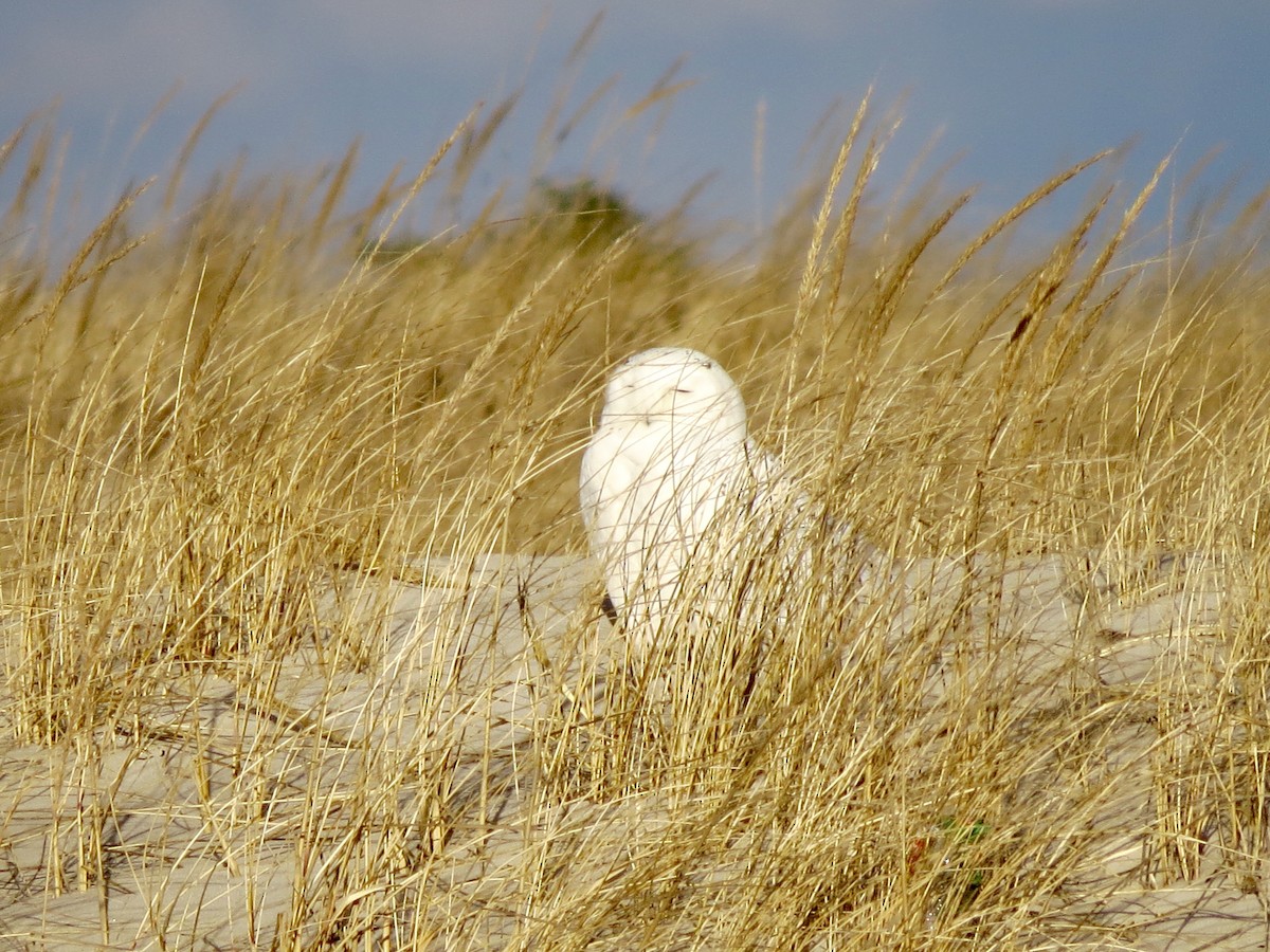 Snowy Owl - ML133582351