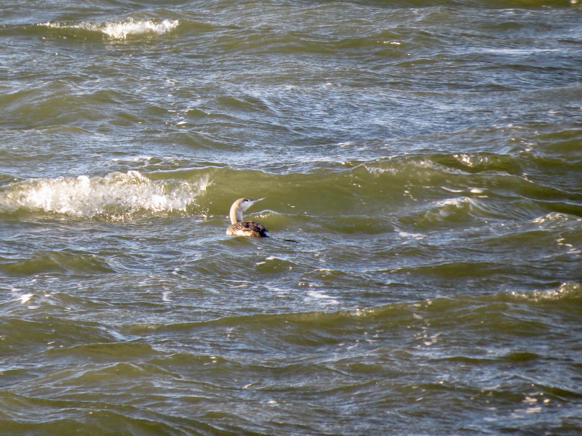 Red-throated Loon - ML133582431