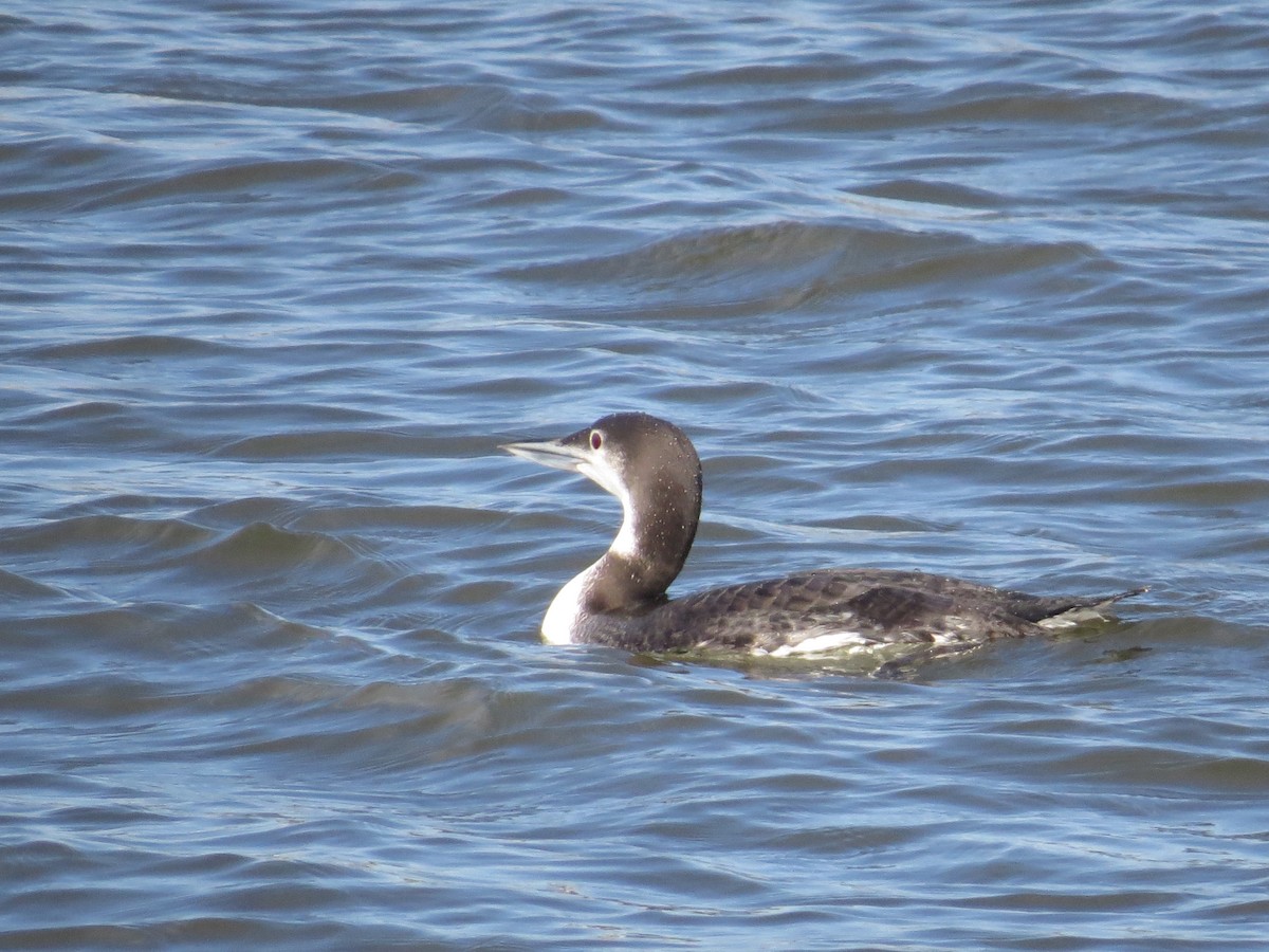 Common Loon - ML133582641