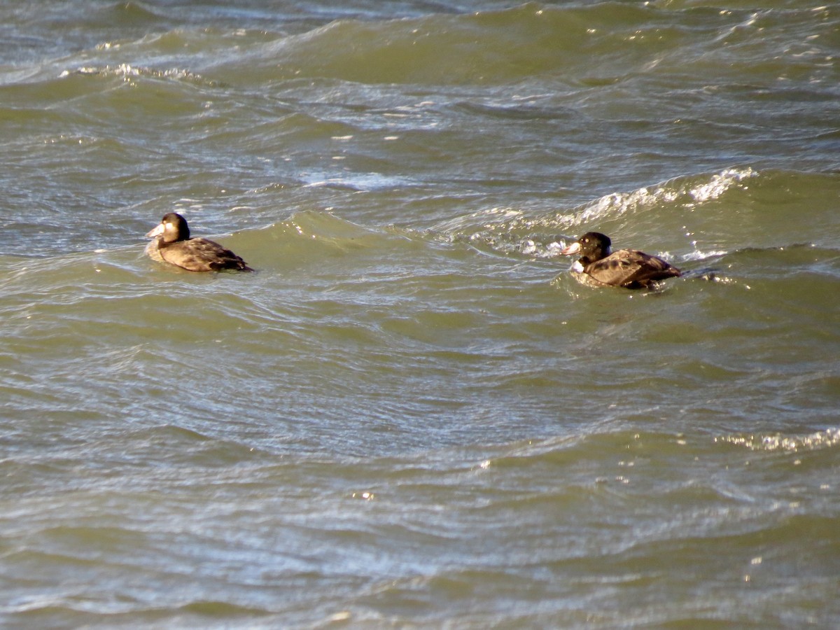 Surf Scoter - ML133583161