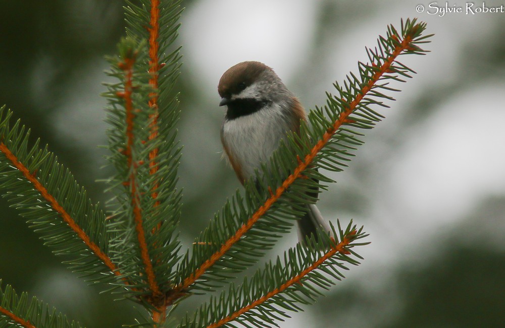 Mésange à tête brune - ML133584401