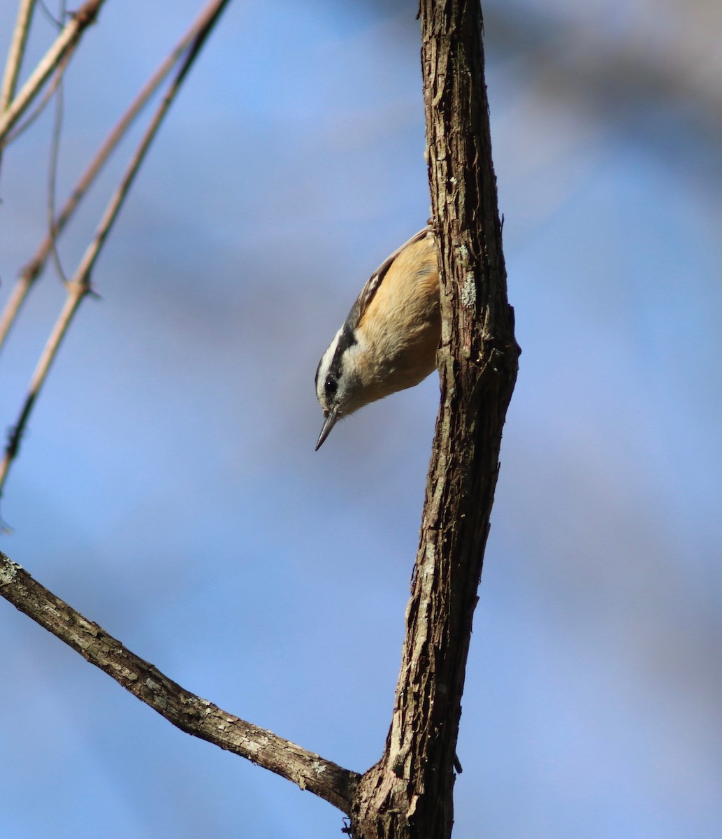 Red-breasted Nuthatch - ML133584961