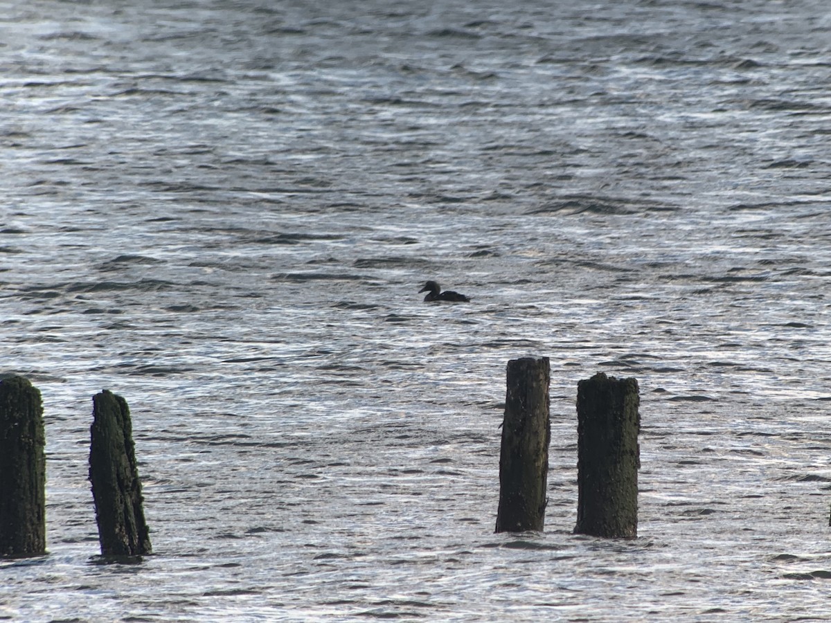 Common Eider - ML133585411