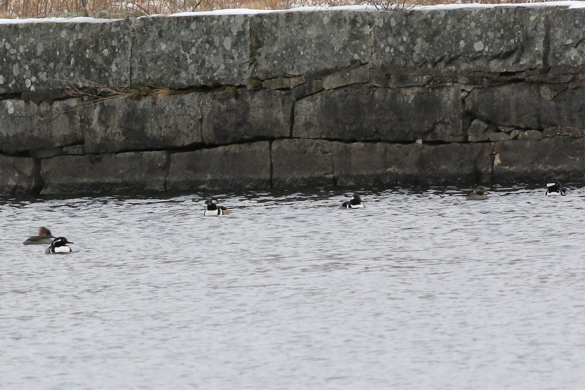 Hooded Merganser - ML133587281