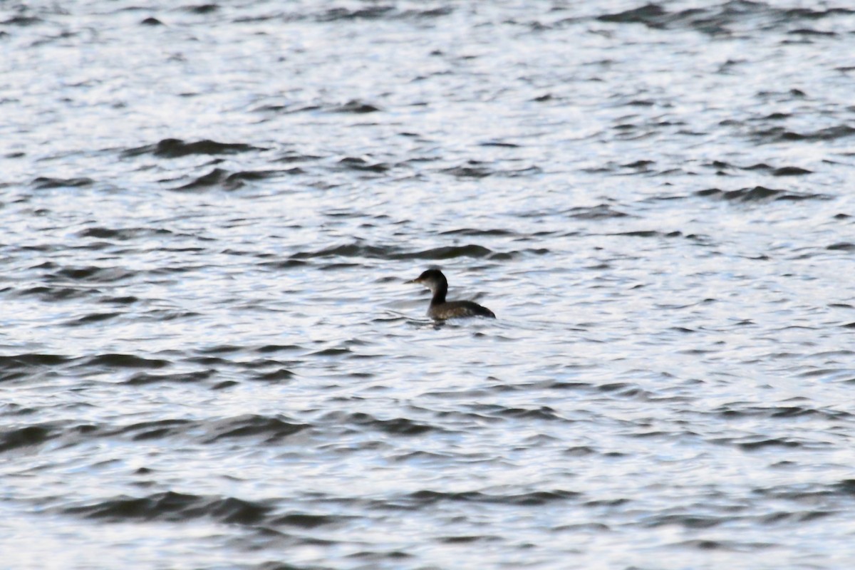 Red-necked Grebe - Susan Rogers