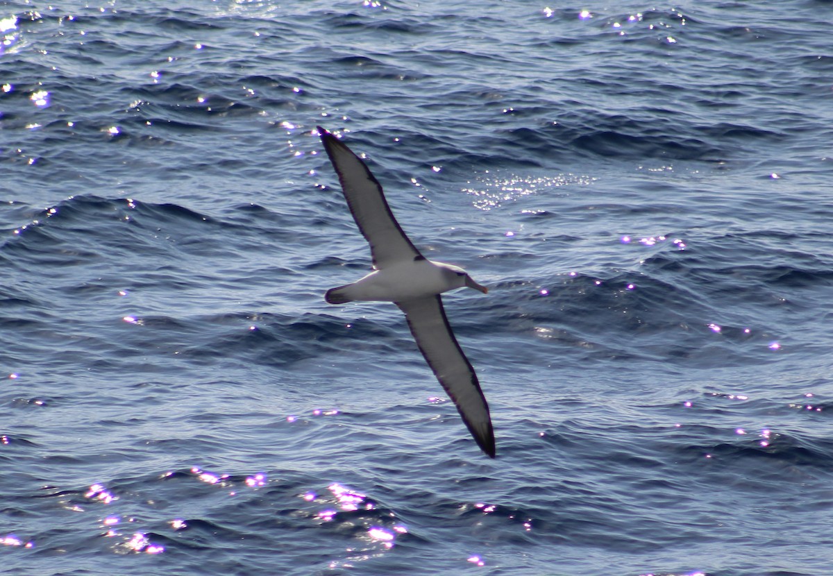 White-capped Albatross - ML133589291