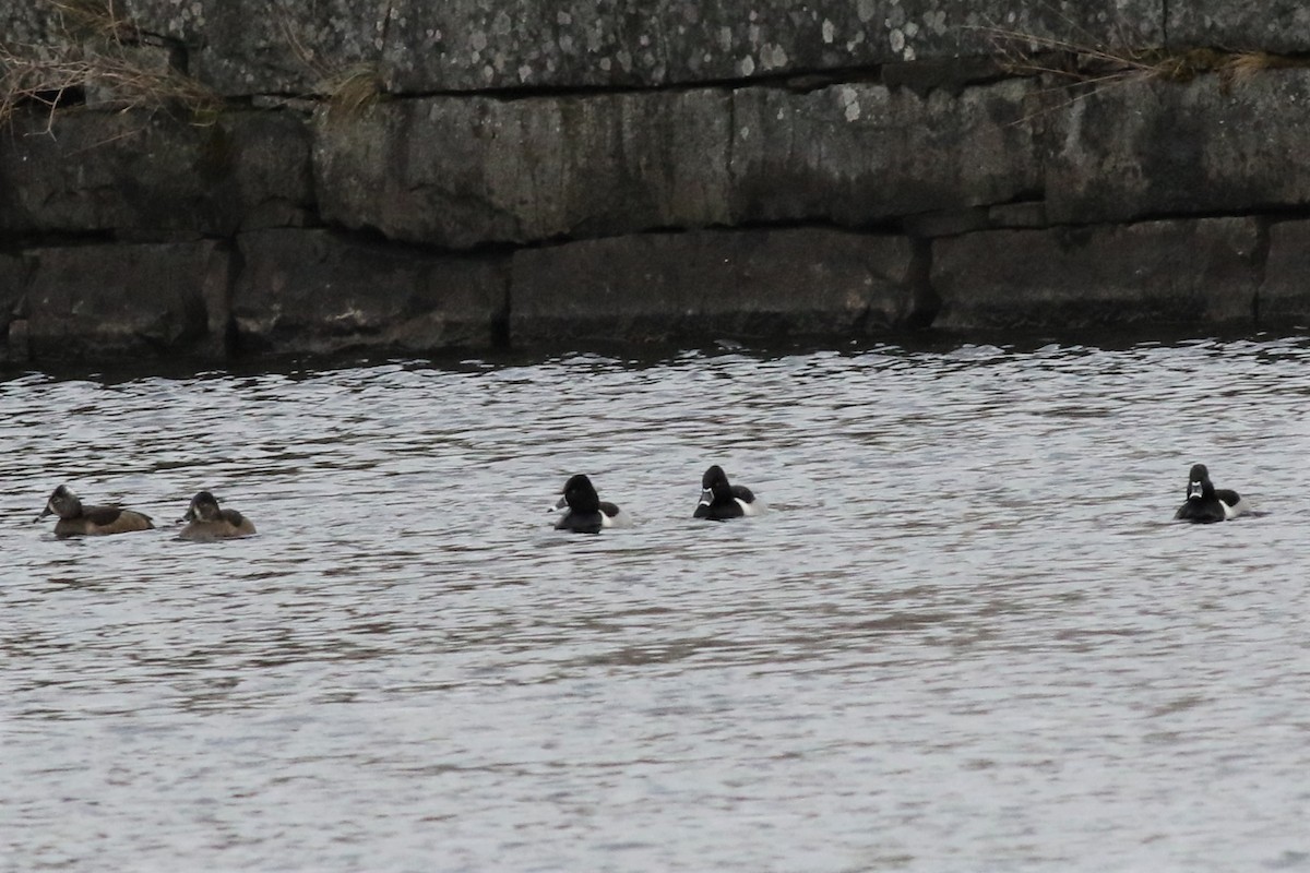 Ring-necked Duck - ML133589711
