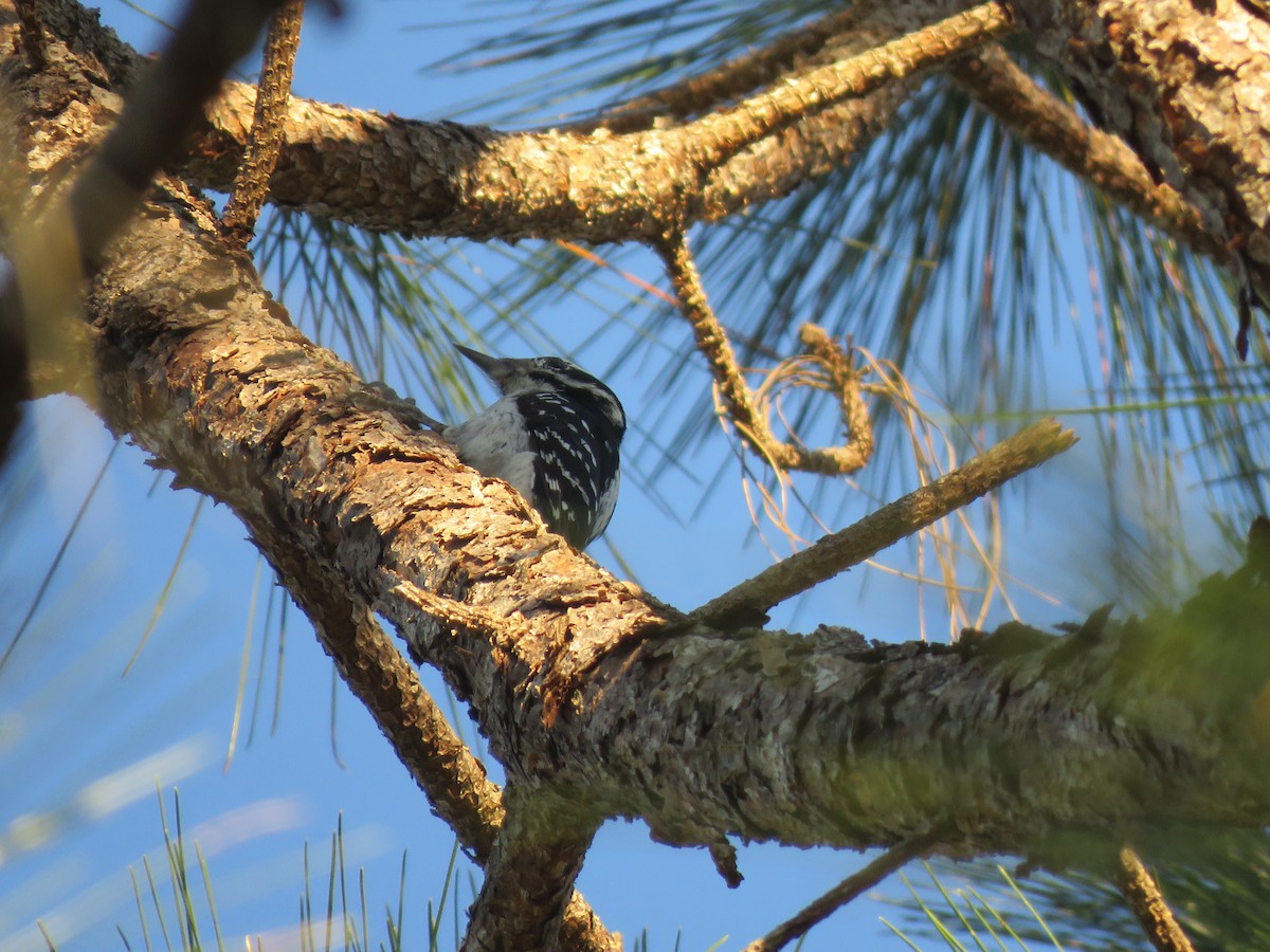 Hairy Woodpecker - ML133589731