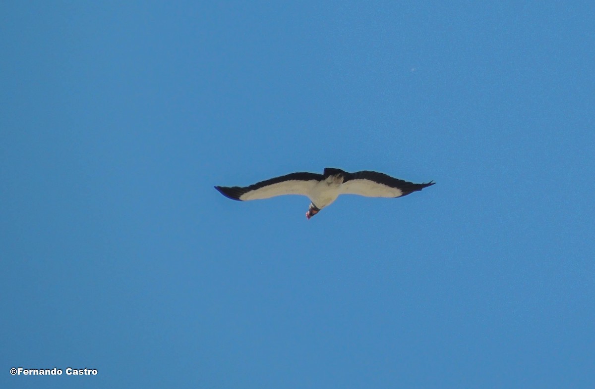 King Vulture - ML133589981