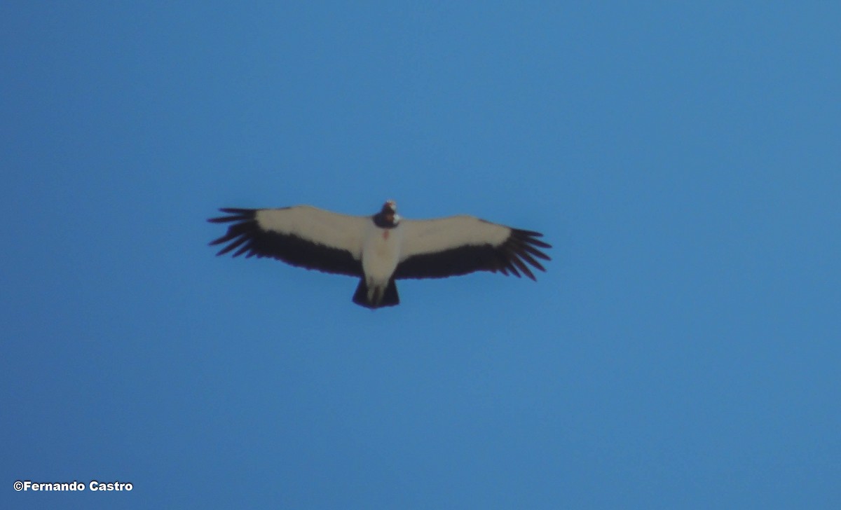 King Vulture - ML133589991