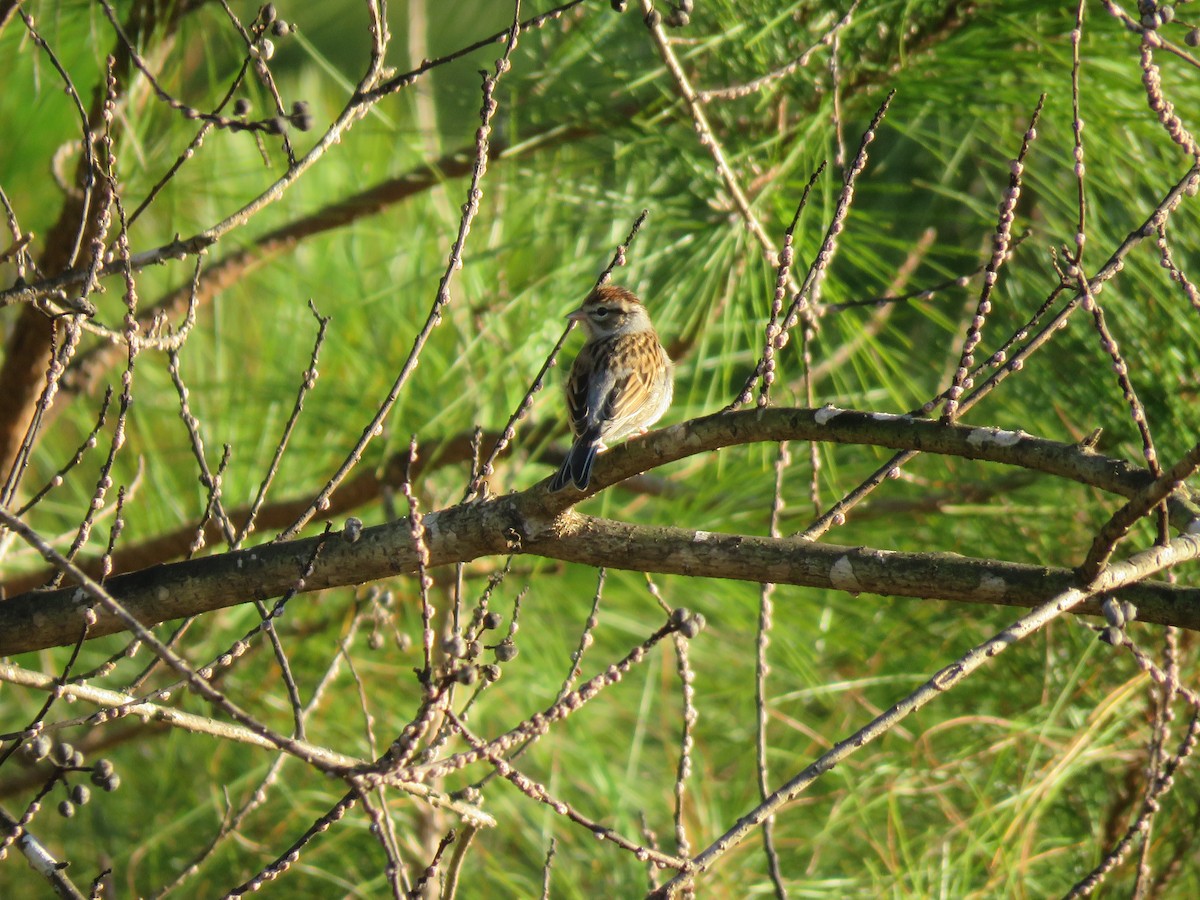 Chipping Sparrow - ML133590081