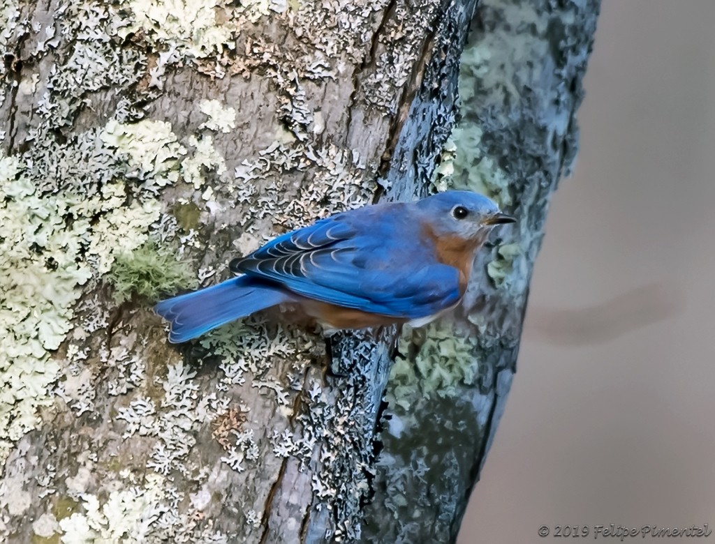 Eastern Bluebird - ML133590311