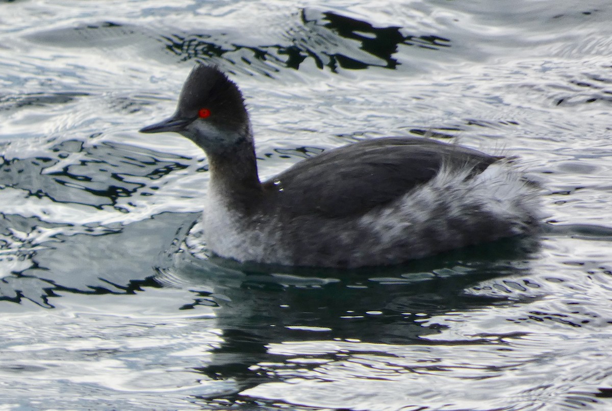 Eared Grebe - Mary  McMahon