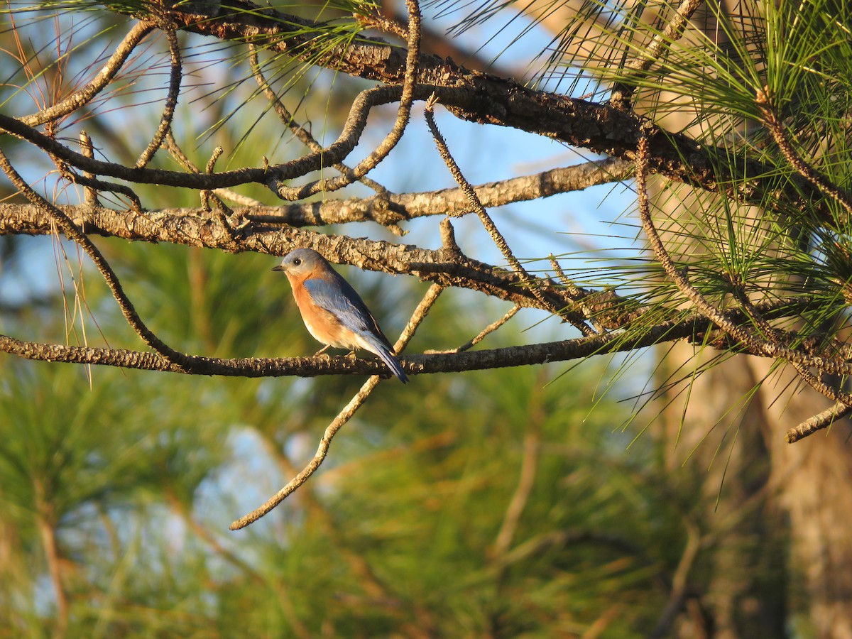 Eastern Bluebird - ML133590491