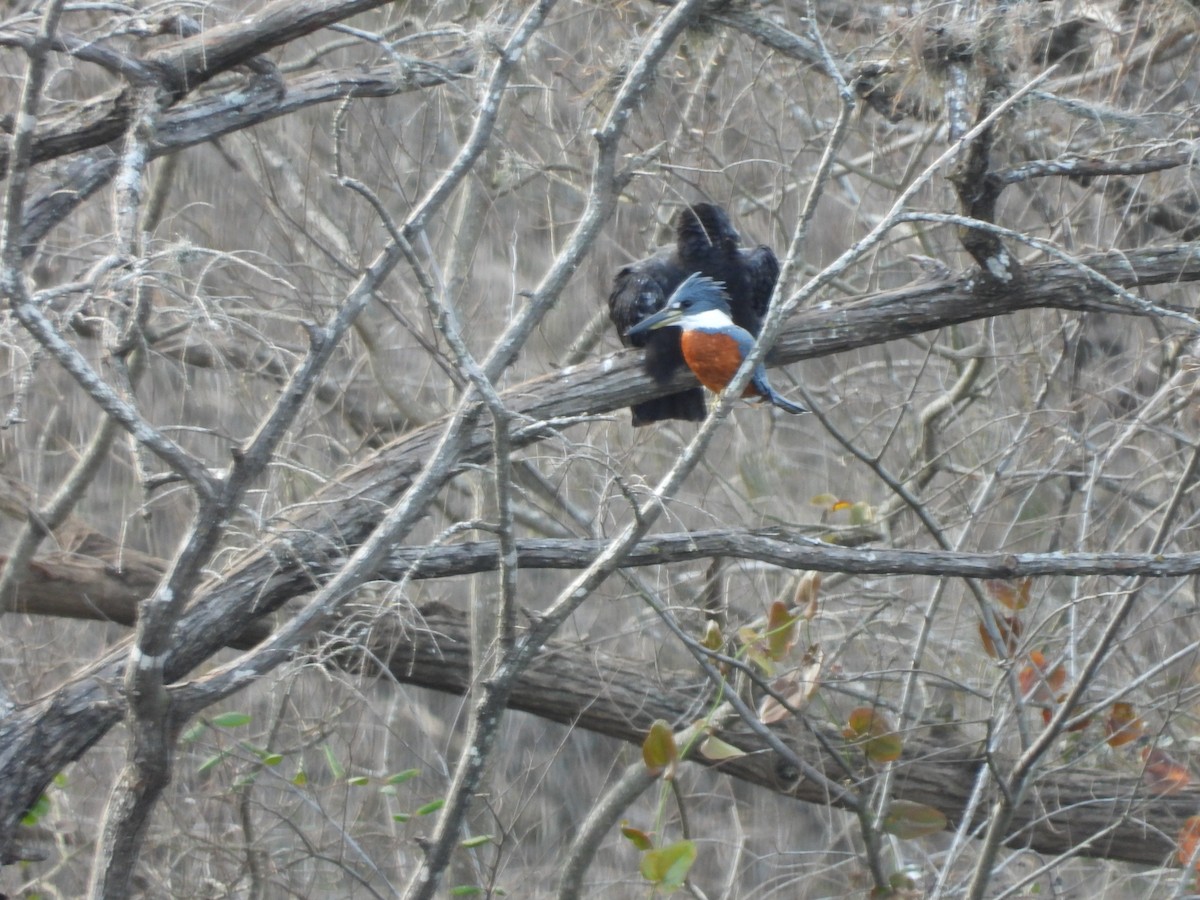 Ringed Kingfisher - ML133590531