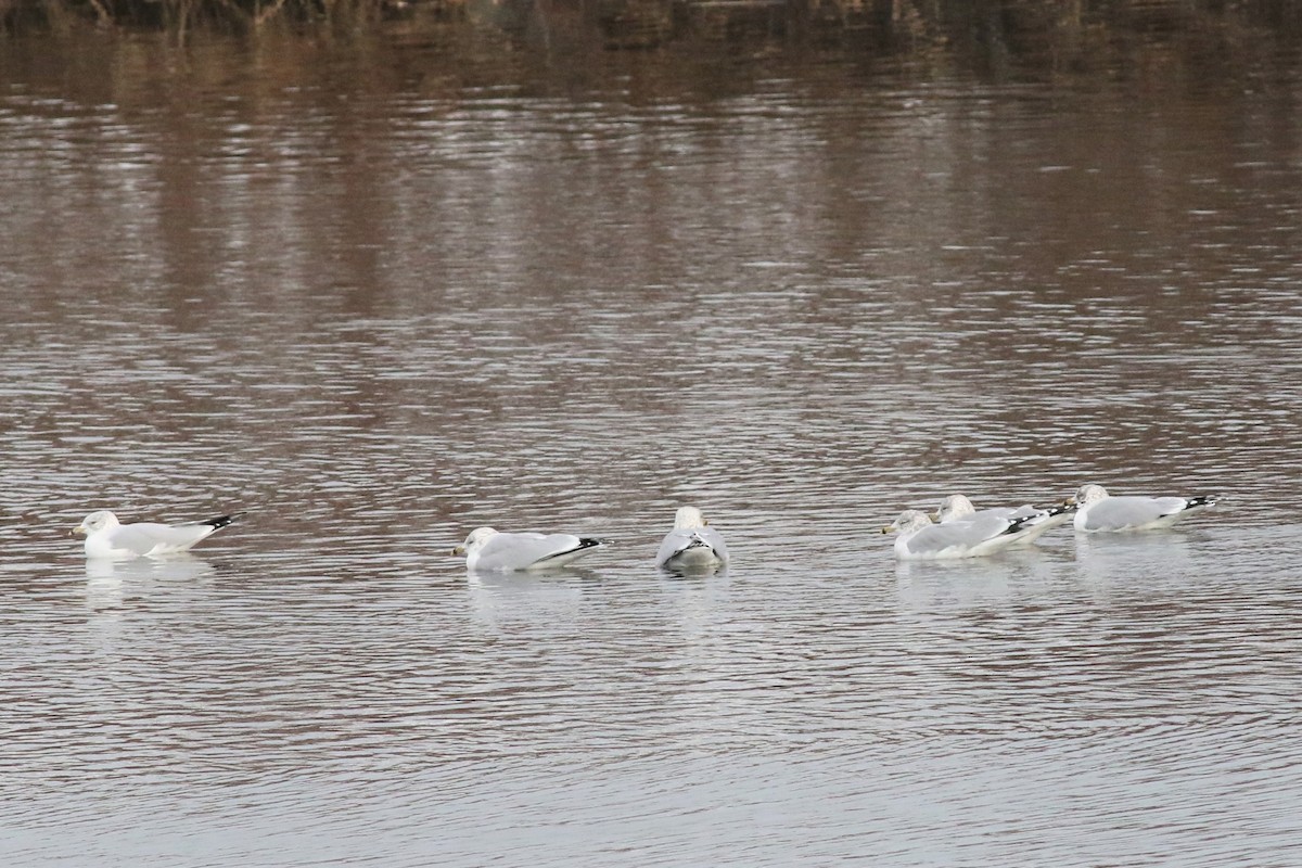 Ring-billed Gull - ML133590871