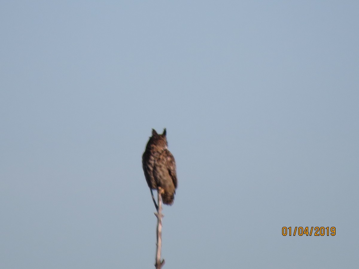 Great Horned Owl - ML133591651