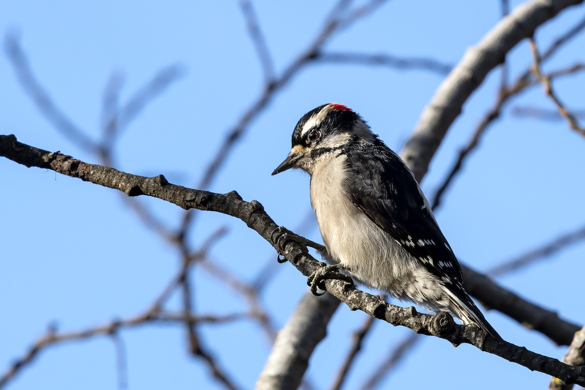 Downy Woodpecker - ML133592281