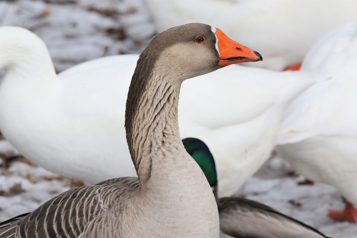 Domestic goose sp. (Domestic type) - ML133592691