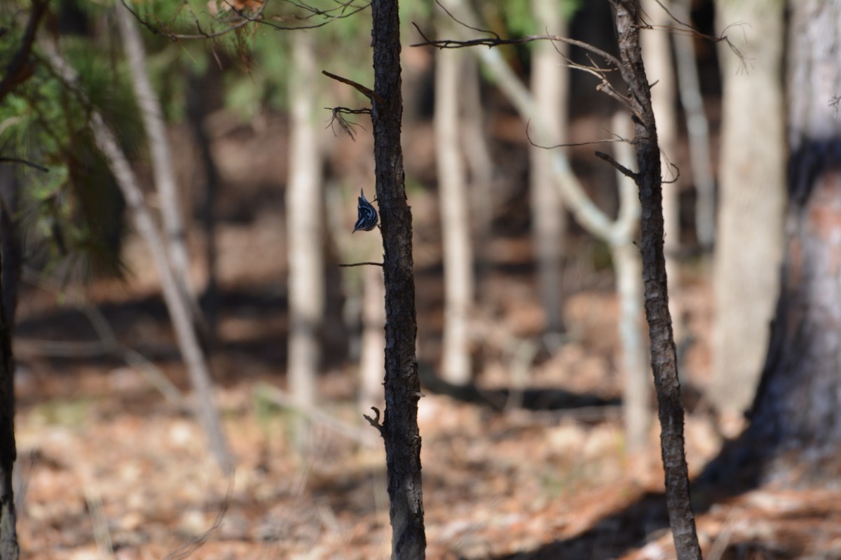 Black-and-white Warbler - ML133592831