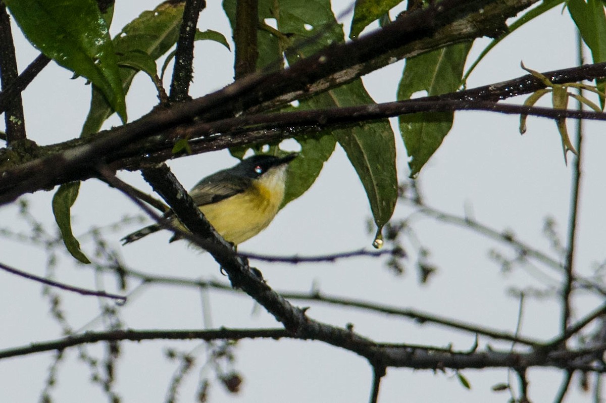 Common Tody-Flycatcher - ML133594291