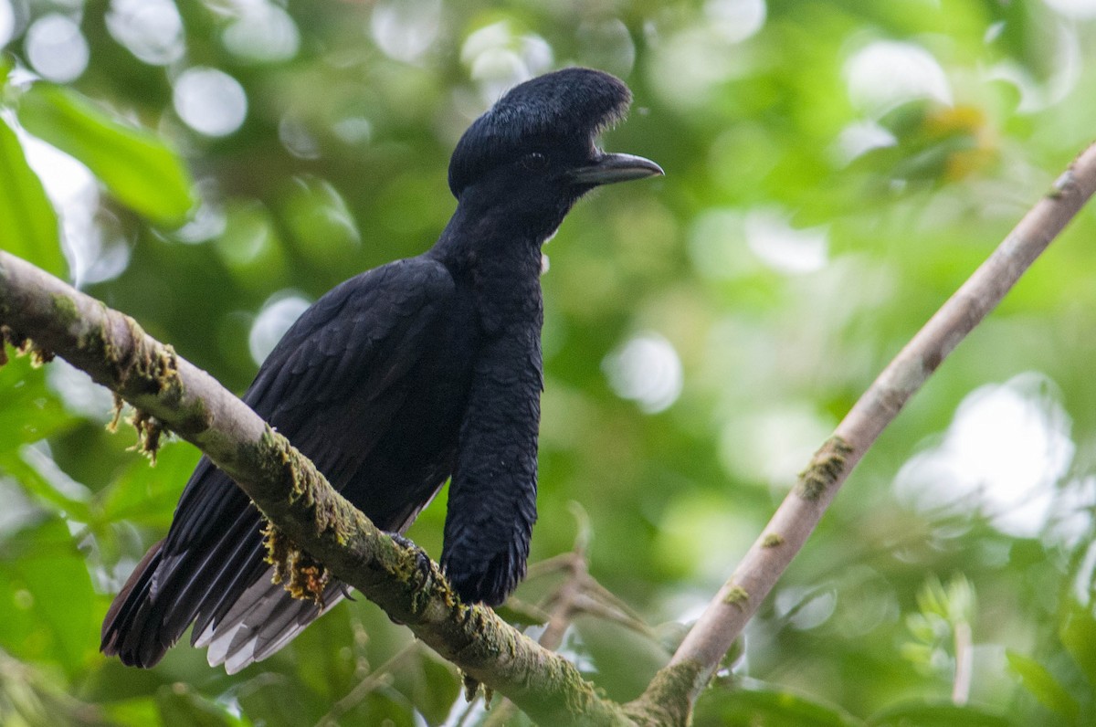 Long-wattled Umbrellabird - Stephen Davies