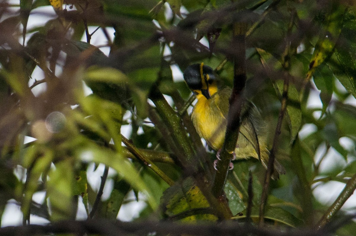 Slaty-capped Shrike-Vireo - ML133594351