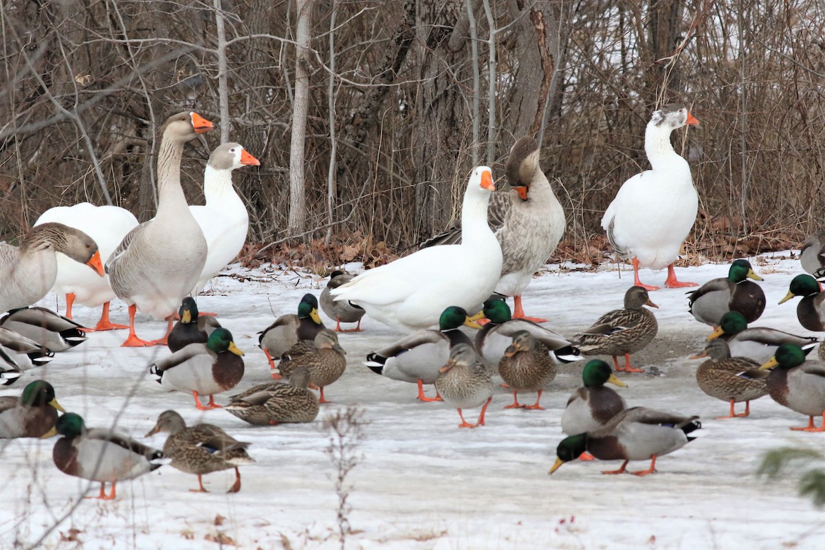 галуу (тэжээмэл) - ML133594501
