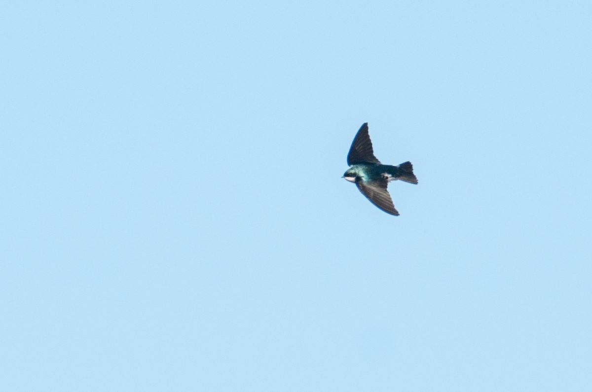 Golondrina Bicolor - ML133596141