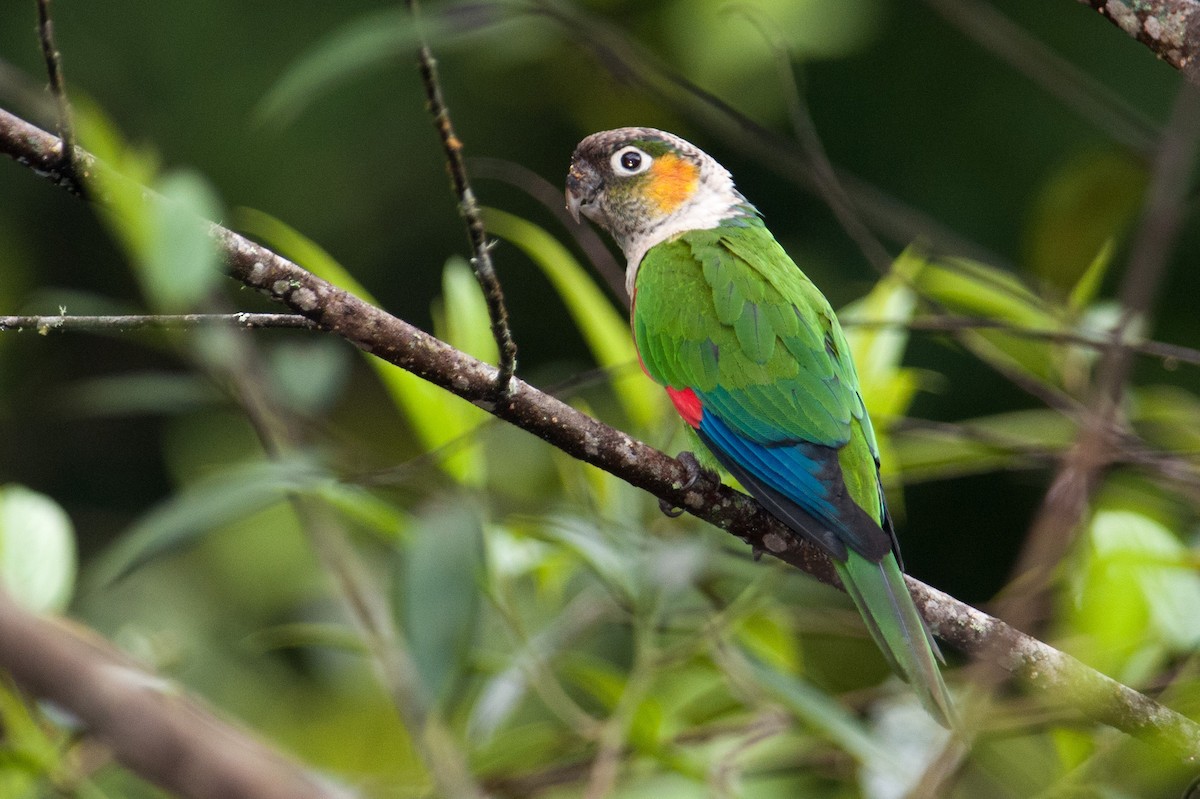 White-necked Parakeet - Stephen Davies