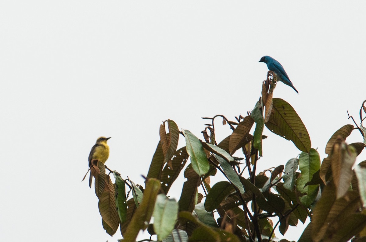 Lemon-browed Flycatcher - Stephen Davies