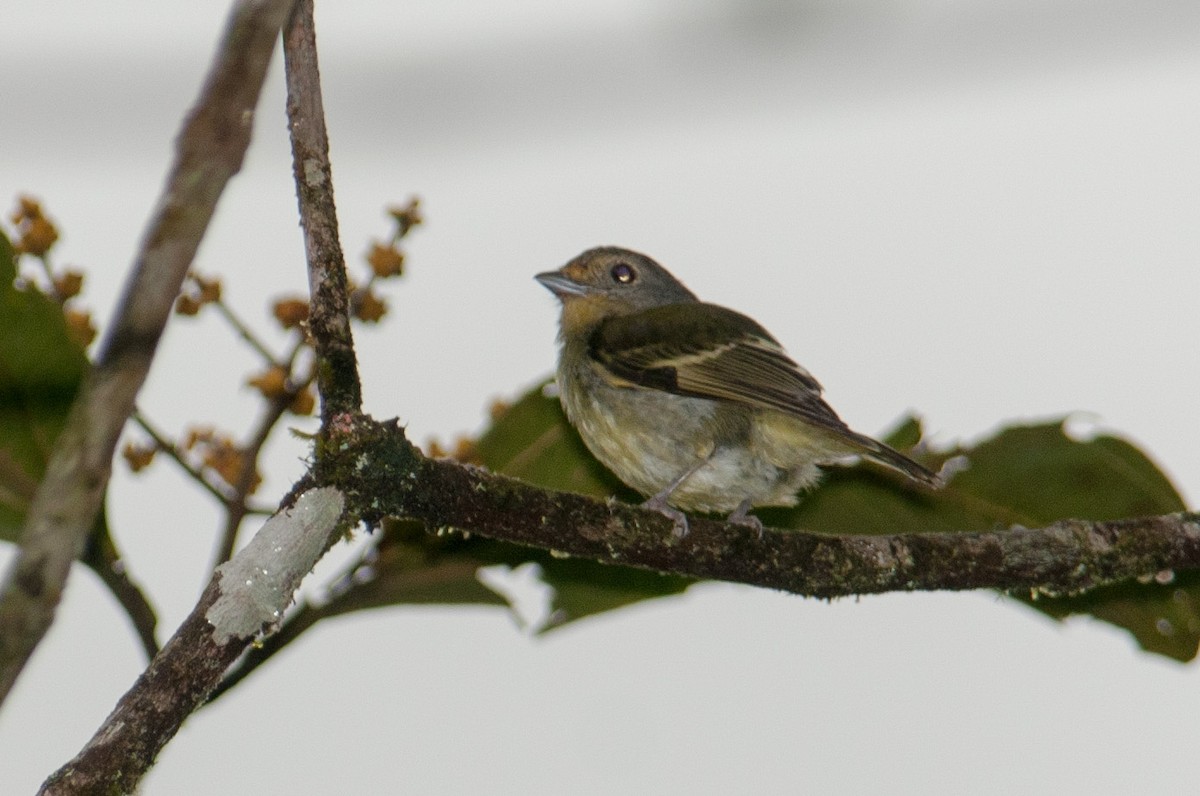 Piprites Verde - ML133596821