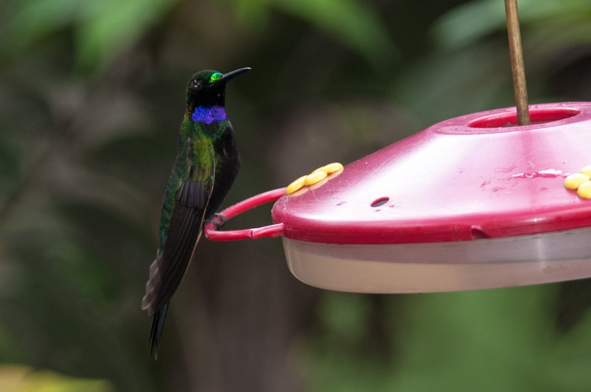 kolibřík zelenoprsý - ML133596831