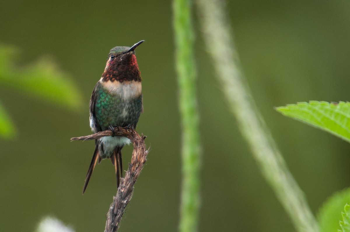 Colibri bourdon - ML133596861