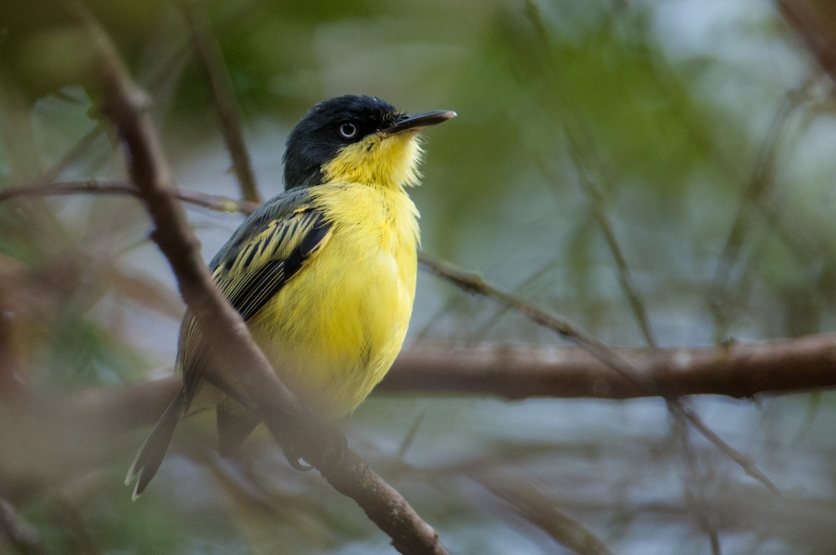 Common Tody-Flycatcher - ML133596961