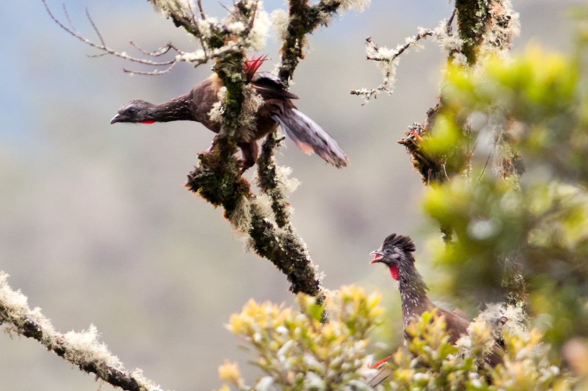 Bearded Guan - ML133597531