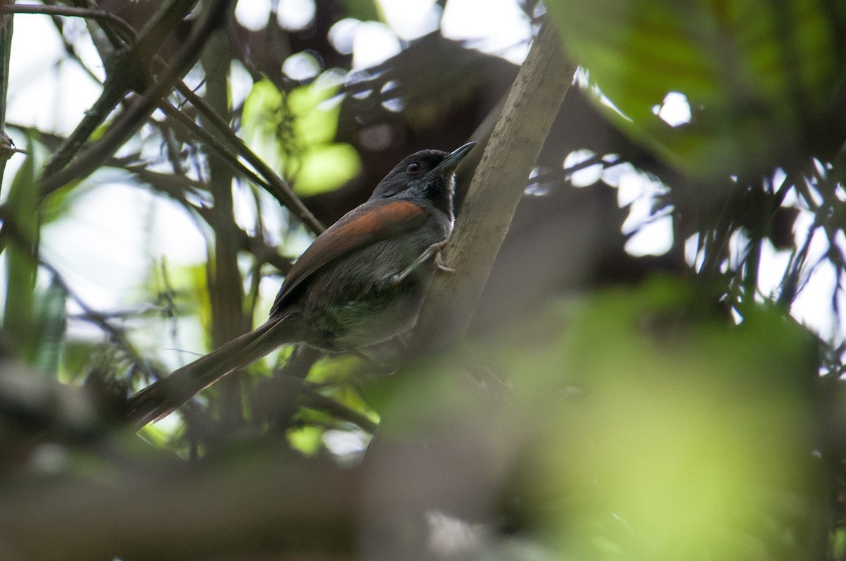 Blackish-headed Spinetail - Stephen Davies